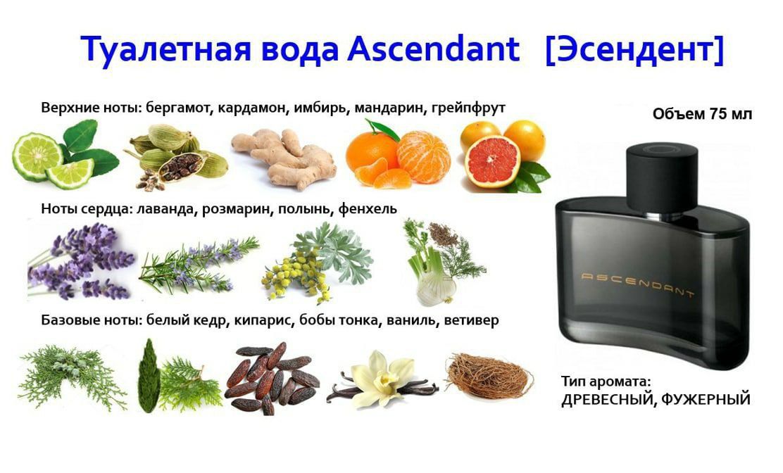 Ascendant аксендант