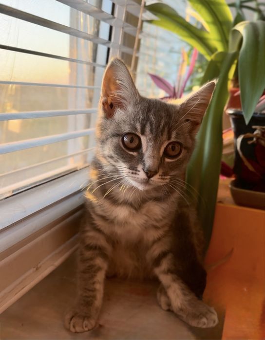 Котенок британцы кошеня британец британскої киця в добрі руки