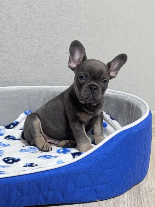 Породні малята на вибір!Доставка пл Україні та за кордон