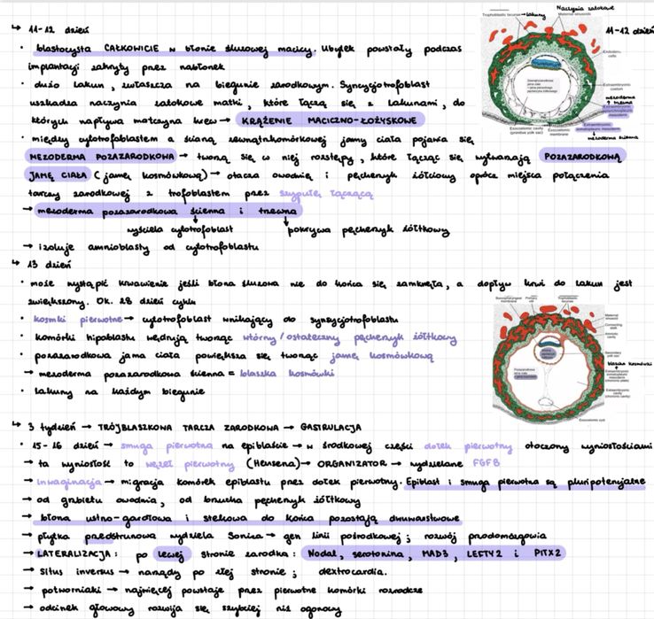 Notatki histologia WUM