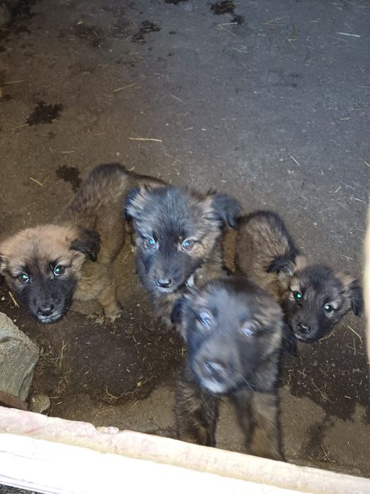 Cachorros serra da estrela