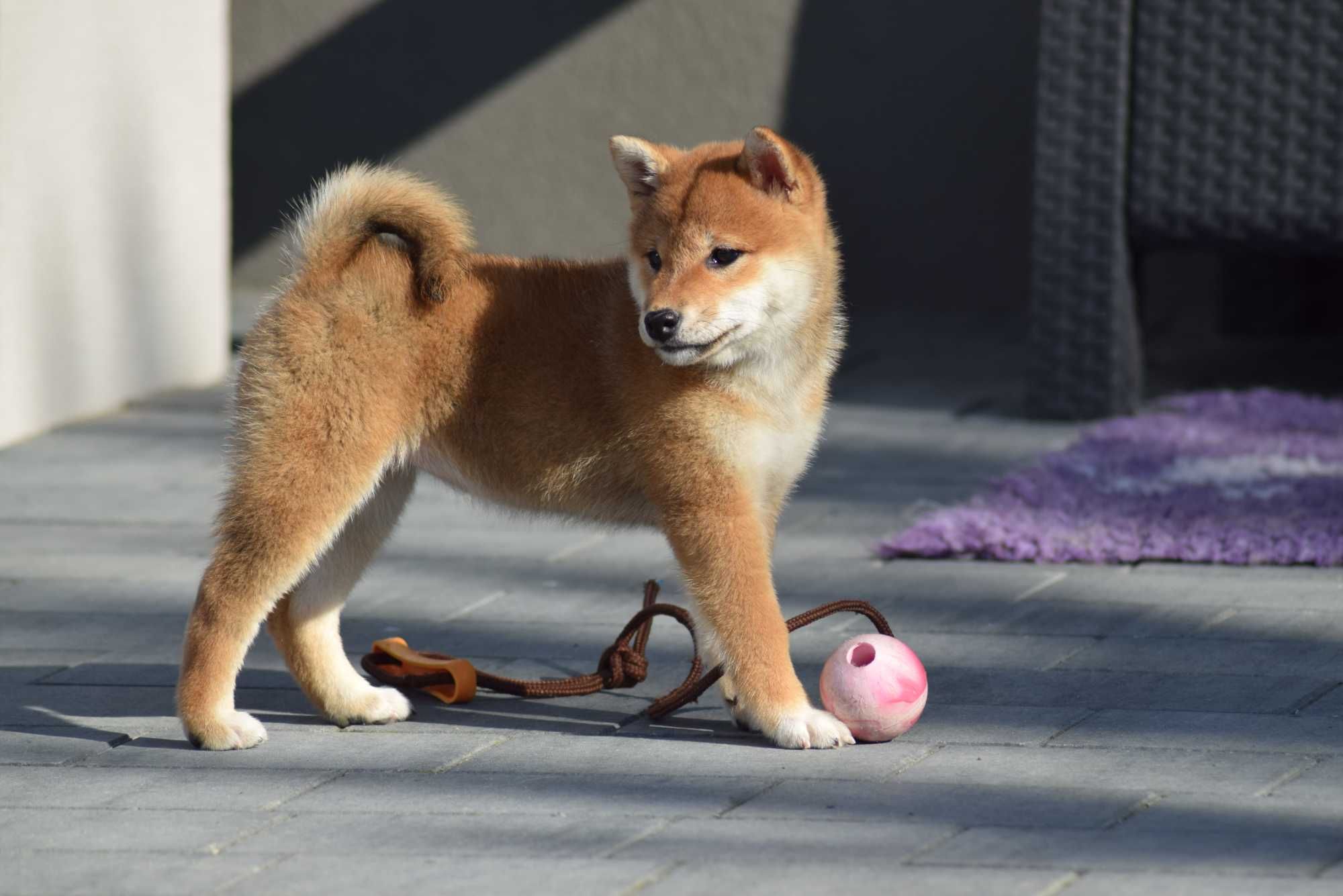 Shiba z metryką ZKwP (FCI) po Championach czysto japońskie linie