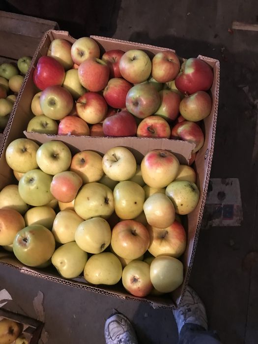 ЕКО Яблука домашні безкоштовна доставка