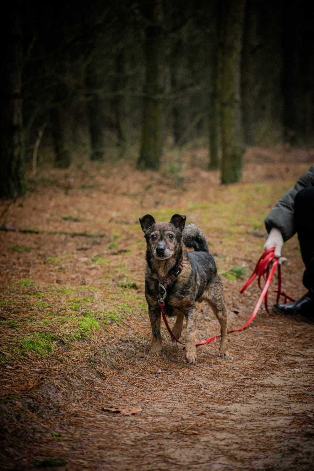 Waldemar - adoptuj przyjaciela !