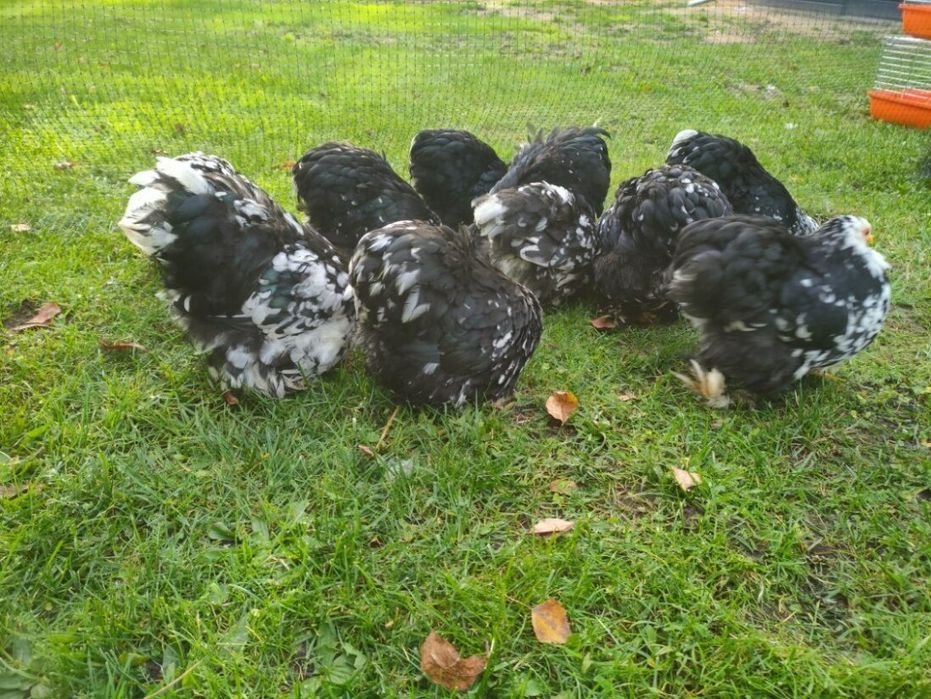 Kury kochin,kochin karzelek ,kochin miniaturowy, kochiny.