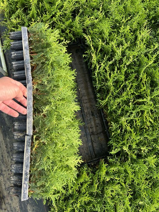 Саджанець туя куляста Даніка Dunica ОПТ Доставка по Украіні