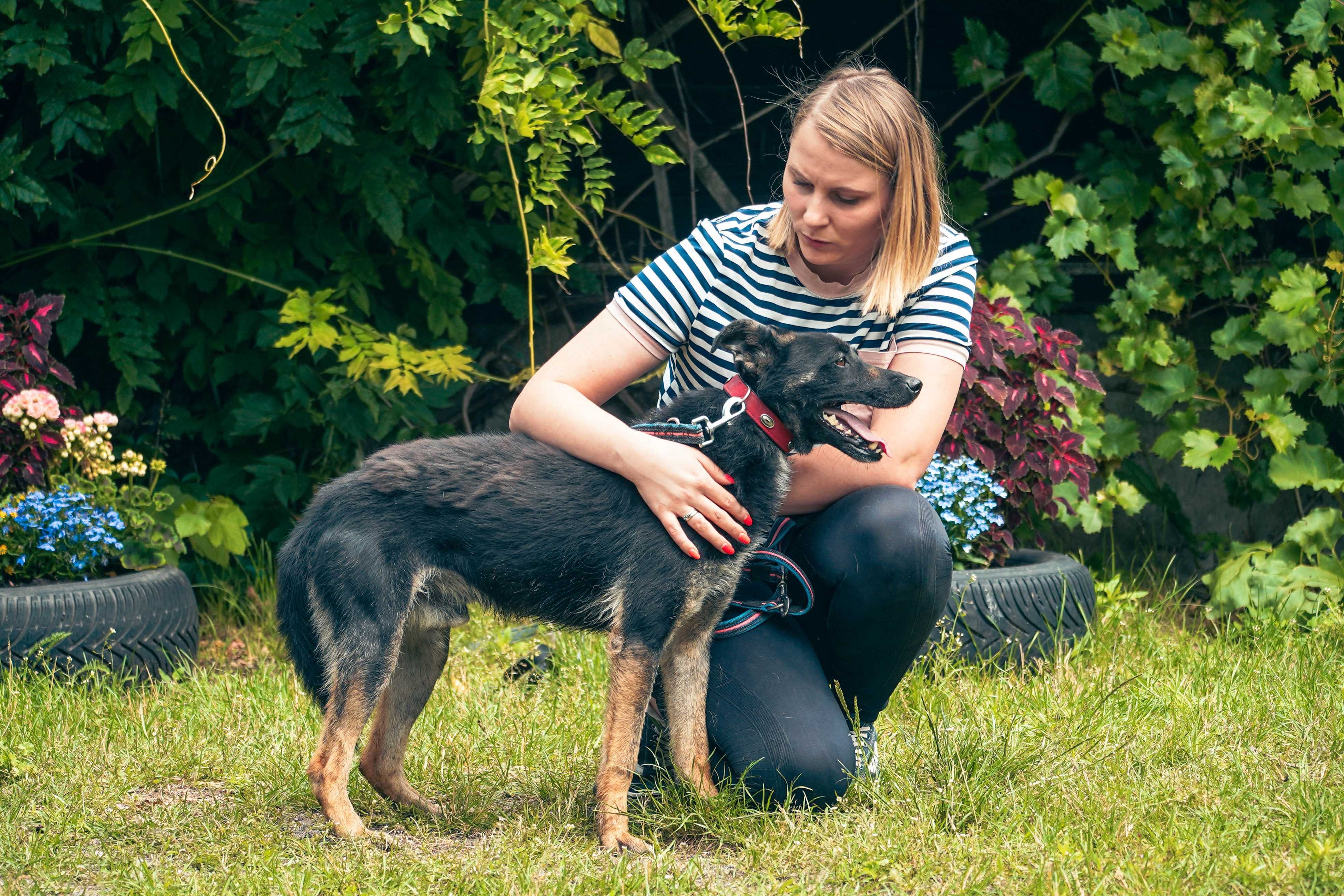 Pongo - piękny, niewielki pies szuka domu