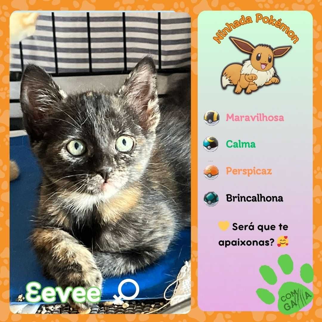 Gatos para adoção
