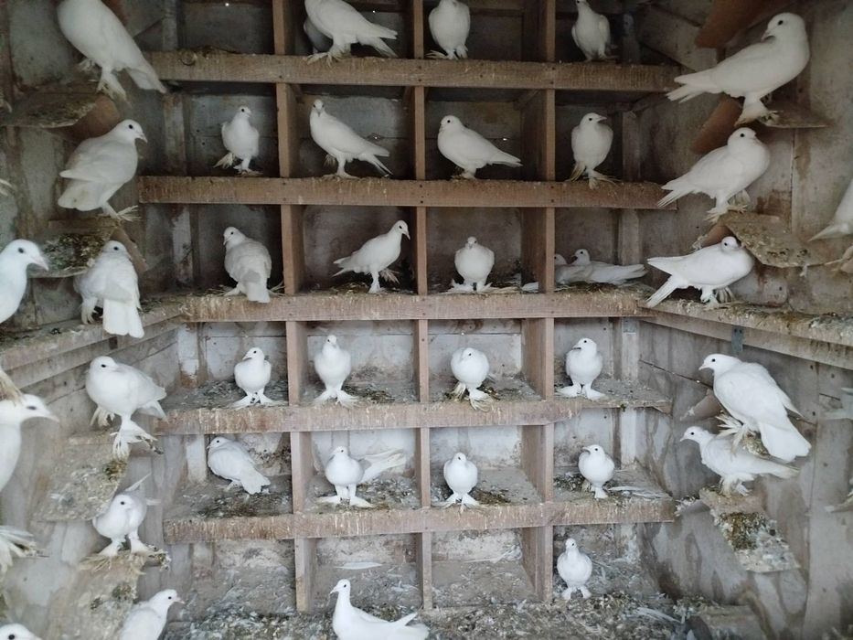 Sprzedam gołębie Bociany