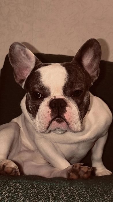 Вязка. Кобель французский бульдог
