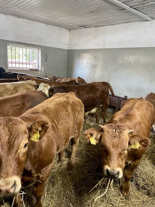 Byczki odsadki scharolez limuze blonde