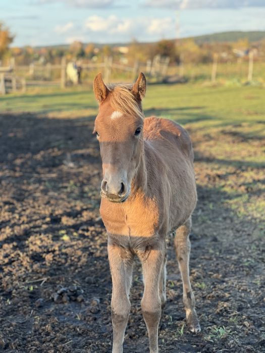Sprzedam klacz kasztan