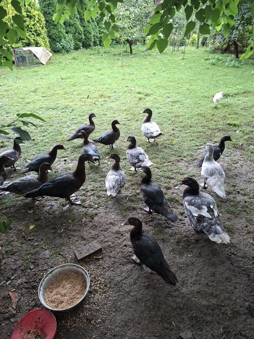 Kaczki francuskie likwidacja