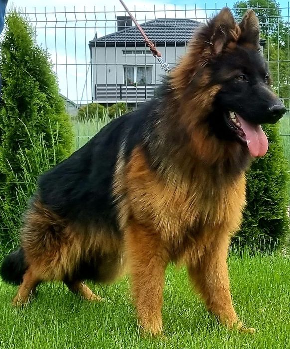 Owczarek niemiecki długowłosy