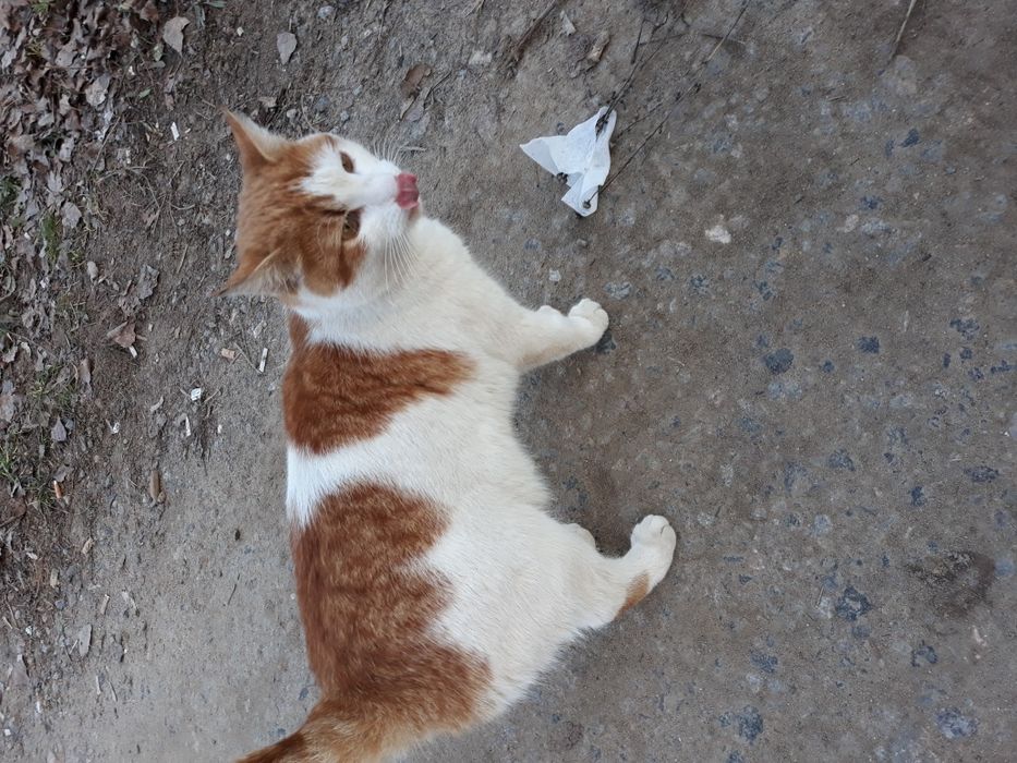 Молодая, стерилизованая, бывшедоманяя кошка!