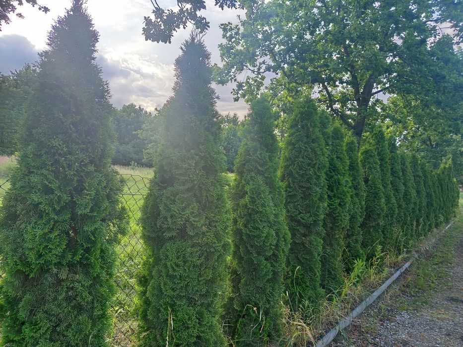 tuja szmaragd 230 -250cm