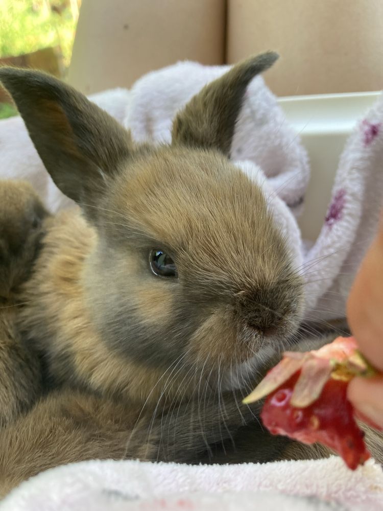 Kroliczki mini lop