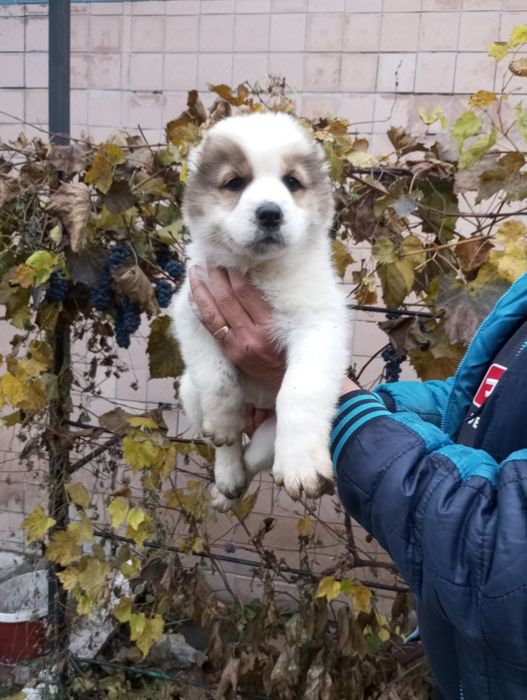 Продам вівчарку Алабая