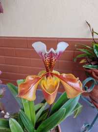 Orquídea sapatão