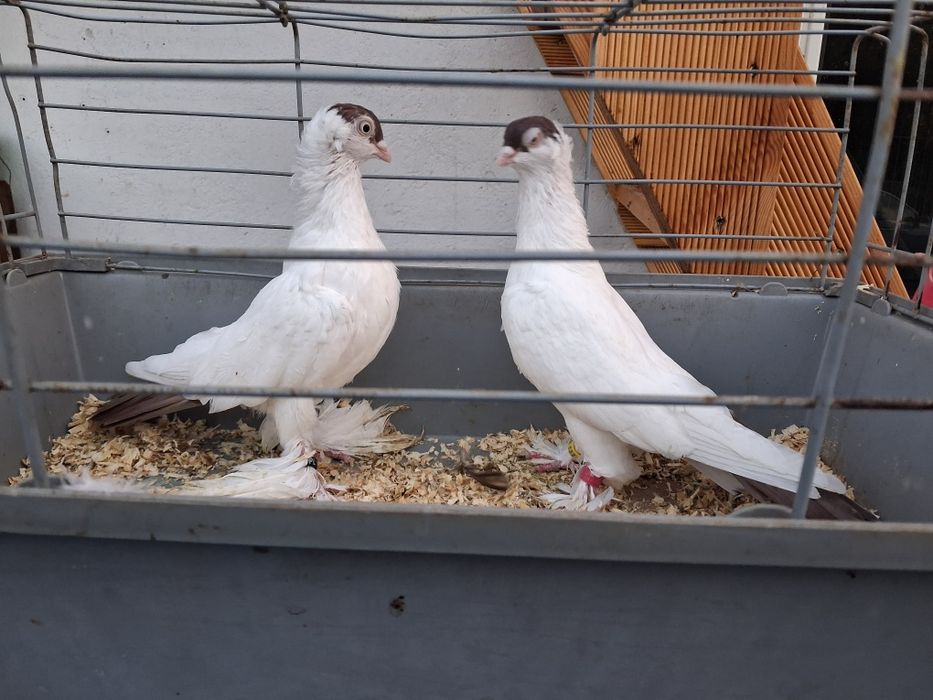 Krymki, krymka polska