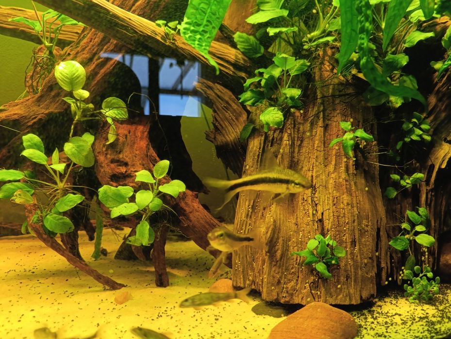 Sprzedam lub zamienię dwie kosiarki