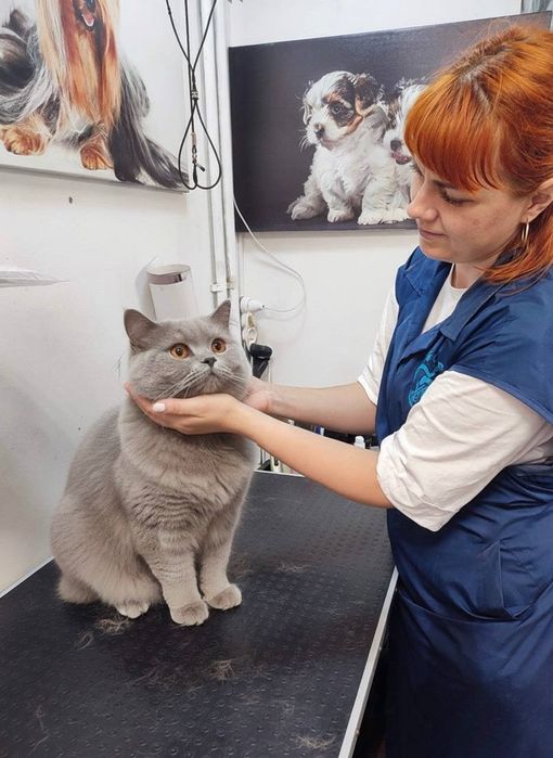 Грумінг | Професійний догляд для ваших улюбленців