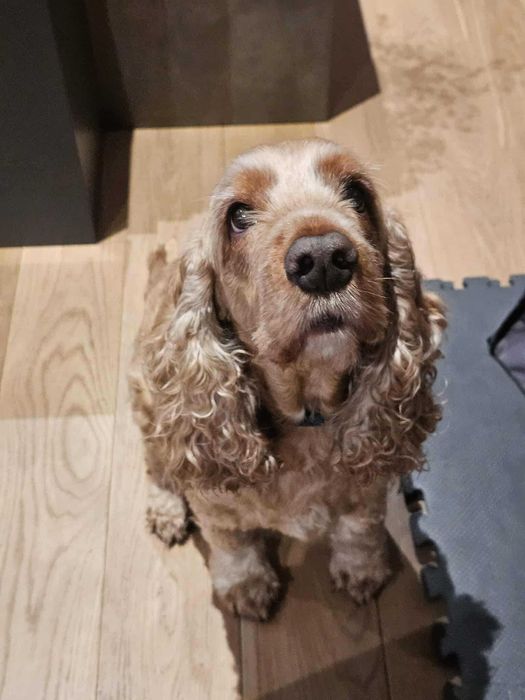 Dorosły 8-letni cocker spaniel do adopcji