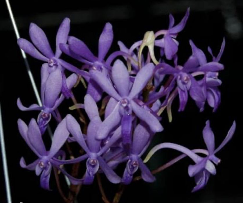 Домашні    орхідеї