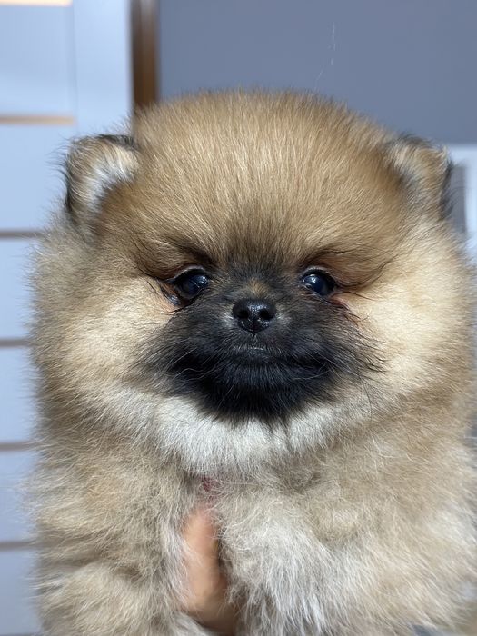 Szpic miniaturowy  Pomeranian FCI rezerwacja
