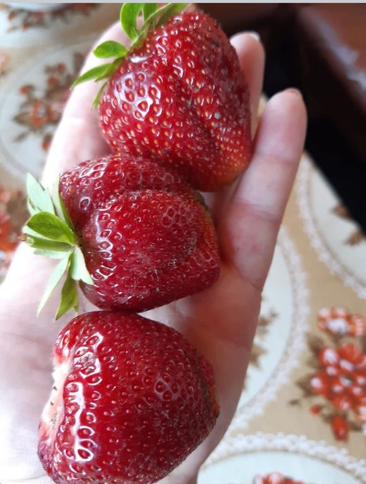 Саджанці Вікторія