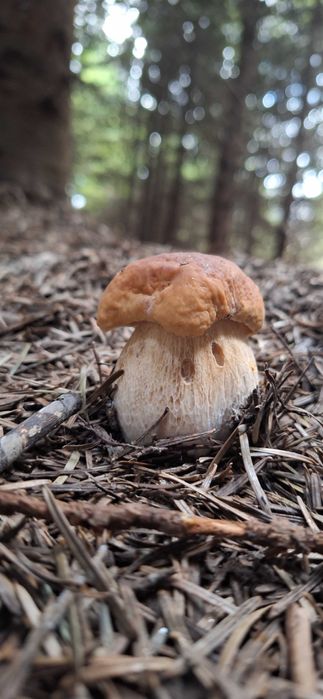 Suszone grzyby borowiki szlachetne, podgrzybki, borowiki ceglastopore