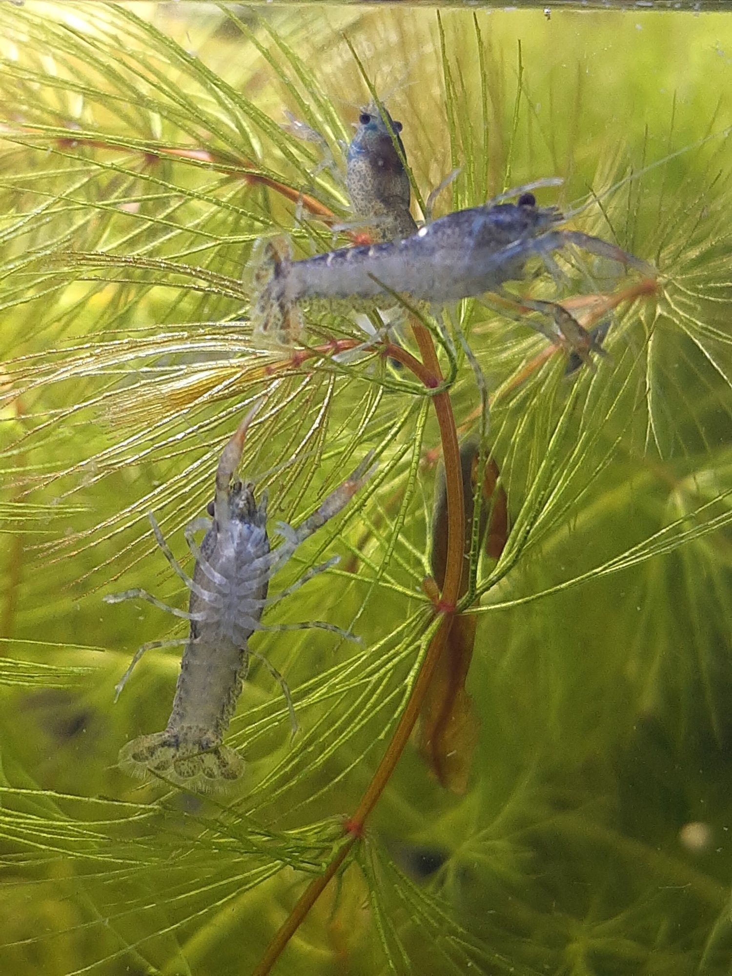 Raczki miniaturowe Cambarellus diminutus