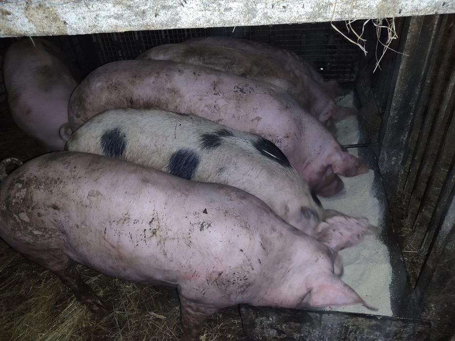 Продаж малих поросят