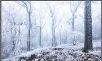Fototapeta winylowa zmywalna zimowy krajobraz