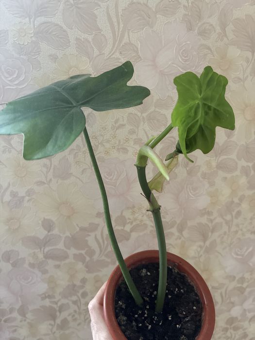 Філодендрон майо