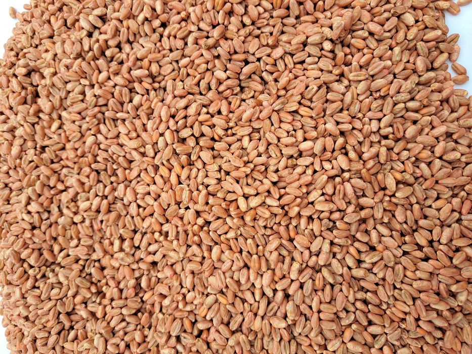 Sprzedam zboże różne