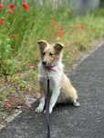 Owczarek szetlandzki piesek suczka sheltie