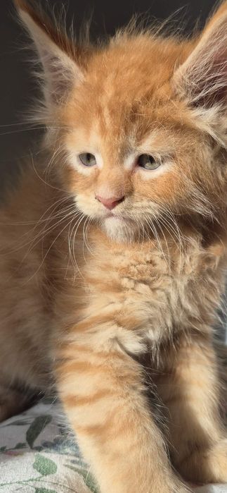 Kocurek maine coon