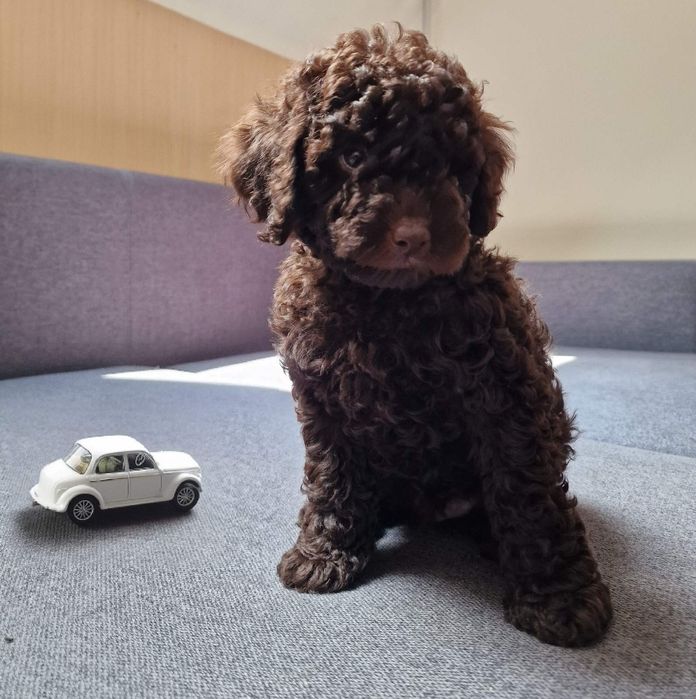 Шикарні   шоколадні  той пудель