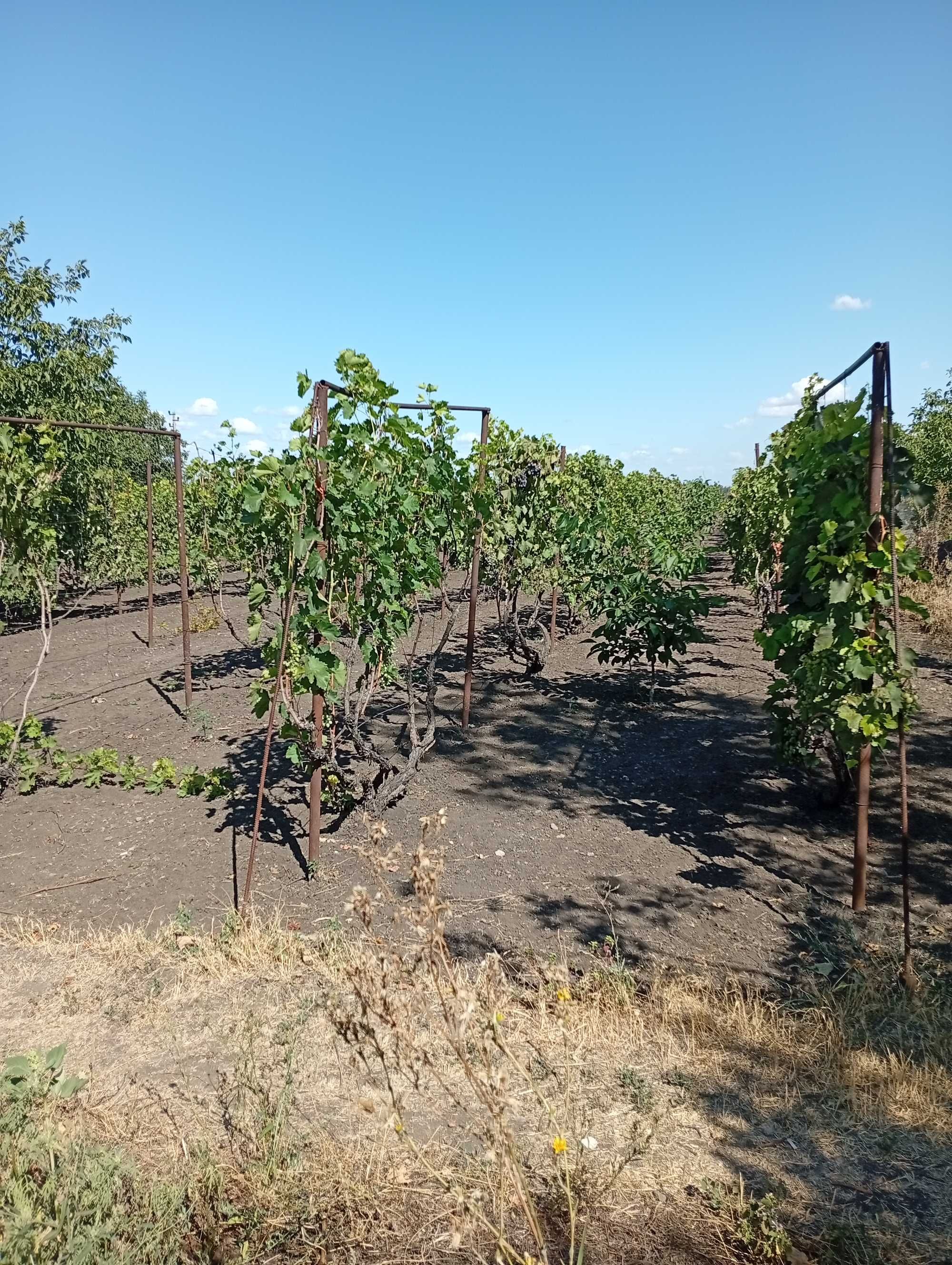 Продам Виноград Оптом