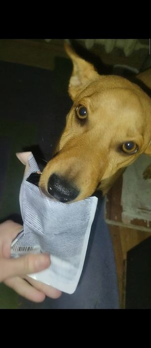 Передержка животных собак кошек грызунов птиц рептилий насекомых и тд