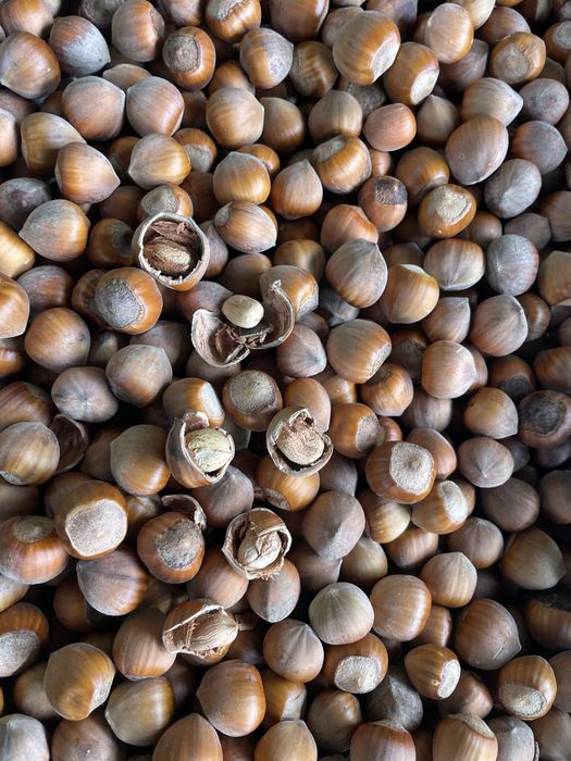 Orzechy laskowe 2 gatunek 10 kg