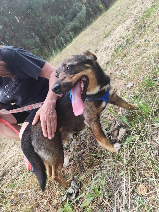 Reksik cudowny kochany piesek 8 kg 3 lata