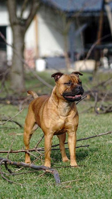 Staffordshire bull terrier staffik sbt zapowiedź