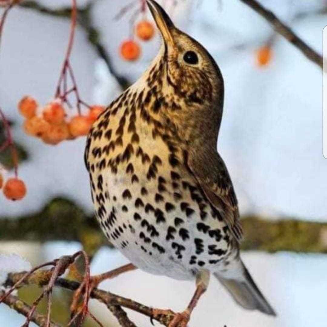 Aves insetivoras anilhadas2024/2025