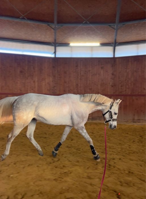 Sprzedam uroczego wałacha w typie araba