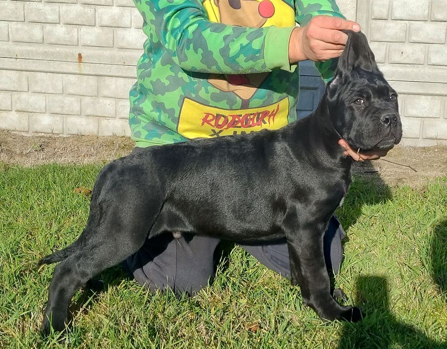 Cane Corso piesek FCI