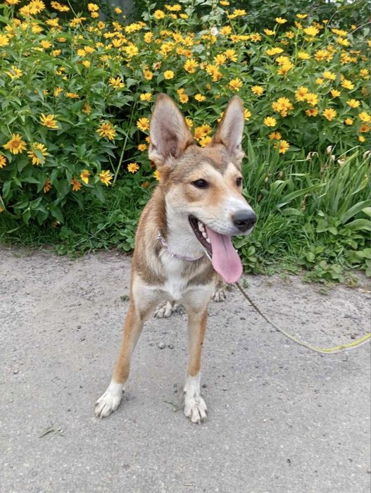 Терміново! Потрібні домівки цим сестричкам!