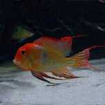 Geophagus sp.   'Red Head Tapajos'
