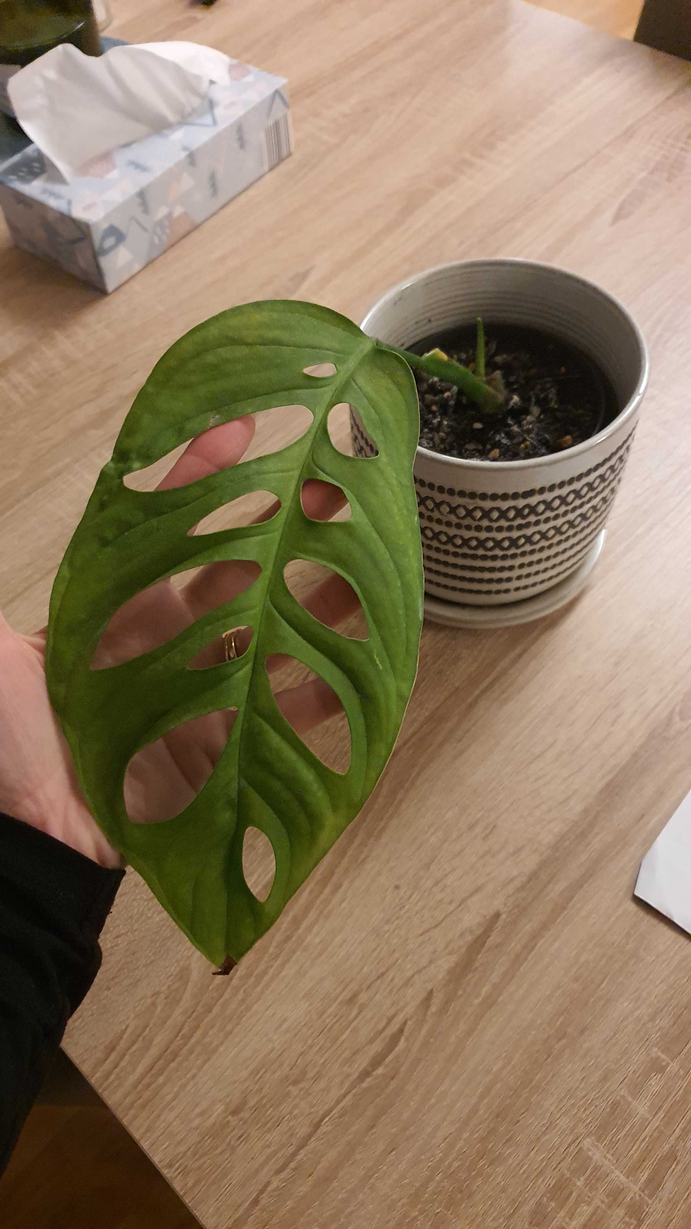 Monstera esqueleto ukorzeniona